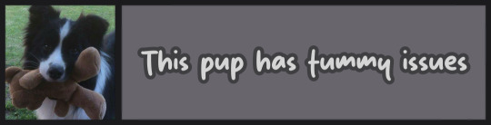 This pup has tummy issues 2